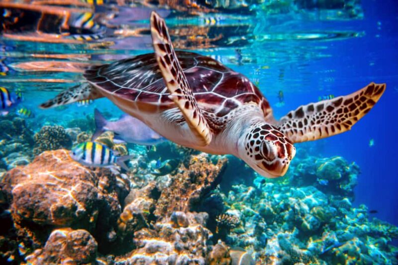 Akumal: Snorkeling with Marine Life and an Expert Tour Guide - Discover the Beauty of Akumal’s Marine Sanctuary for Just $36