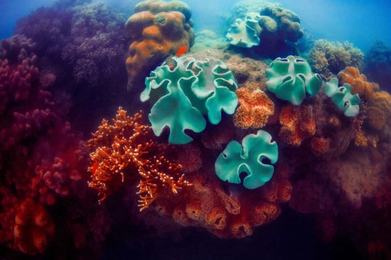 Akumal: Snorkeling with Marine Life and an Expert Tour Guide - What You’ll See Underwater in Akumal