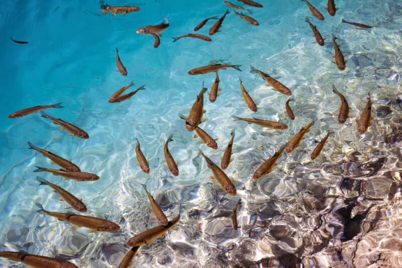 Akumal: Snorkeling with Marine Life and an Expert Tour Guide - The Role of the Certified Guide