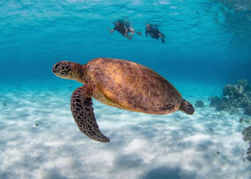 Akumal: Snorkeling with Marine Life and an Expert Tour Guide - Considerations and Practical Tips