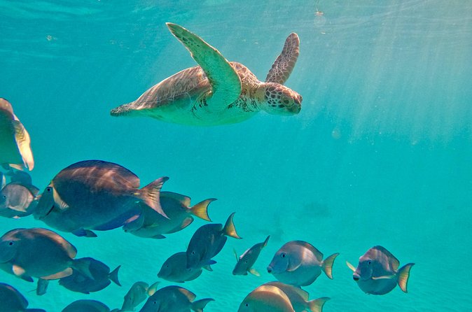 Akumal; Snorkeling with The Sea Turtles - Guide Expertise and Customer Feedback