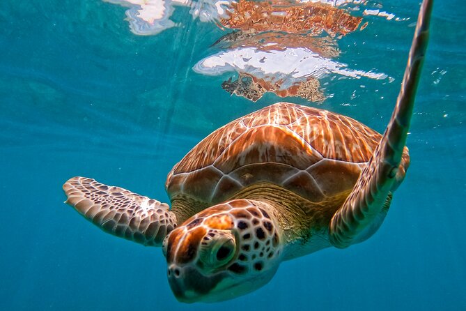 Akumal Snorkeling With Turtles - Key Points