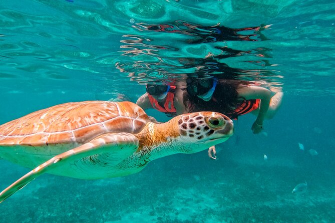 Akumal Snorkeling With Turtles - What to Expect When Snorkeling in Akumal