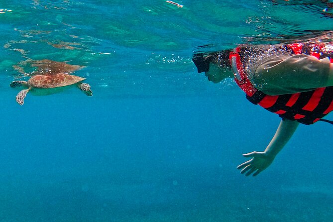 Akumal Snorkeling With Turtles - The Environmental Focus of This Tour