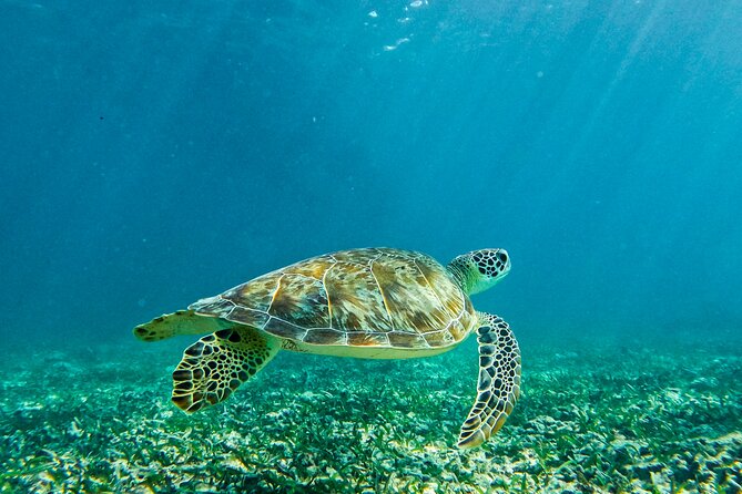 Akumal Snorkeling With Turtles - Pricing and Booking Flexibility