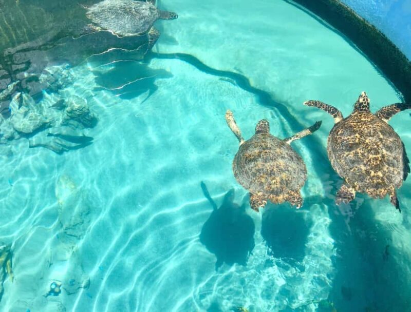 Akumal: Swim with Turtles in a Natural Paradise - Key Points