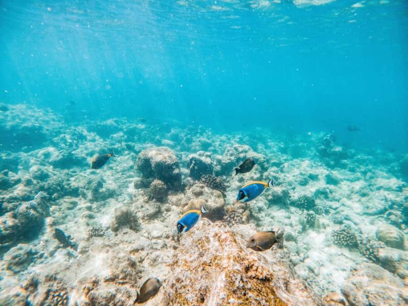 Akumal: Swim with Turtles in a Natural Paradise - Comparing This Tour With Similar Akumal Experiences