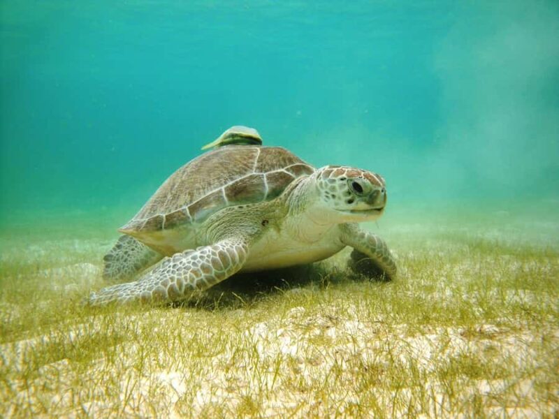 Akumal: Tsuuk Park Entry with Turtles Snorkeling Tour - What to Expect During Snorkeling with Turtles and Marine Life