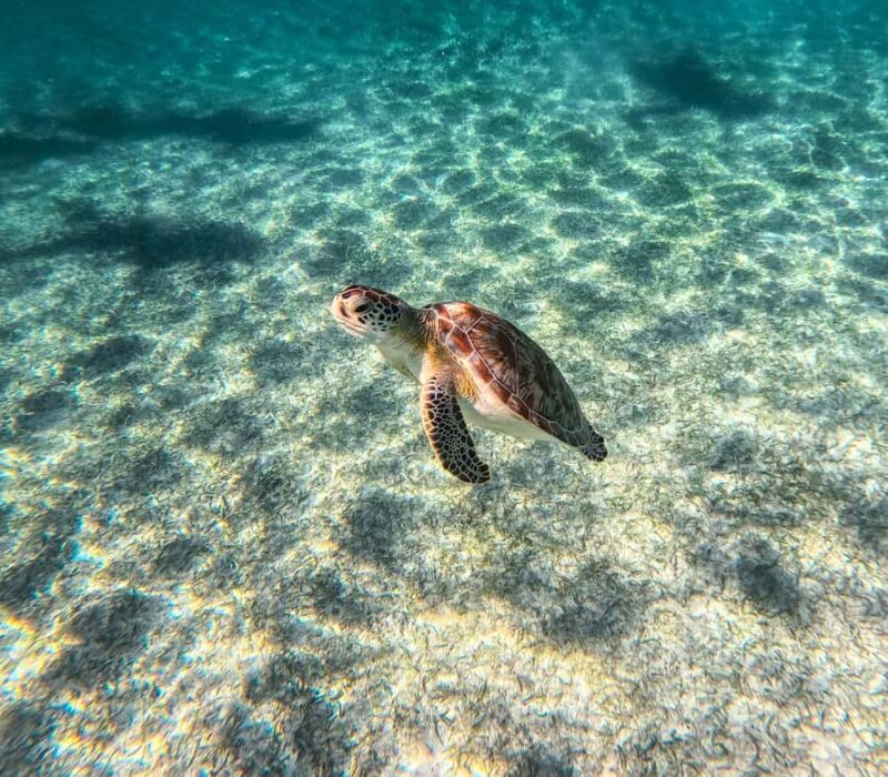 Akumal: Tsuuk Park Entry with Turtles Snorkeling Tour - The Experience of Swimming with Sea Turtles and Reef Exploration