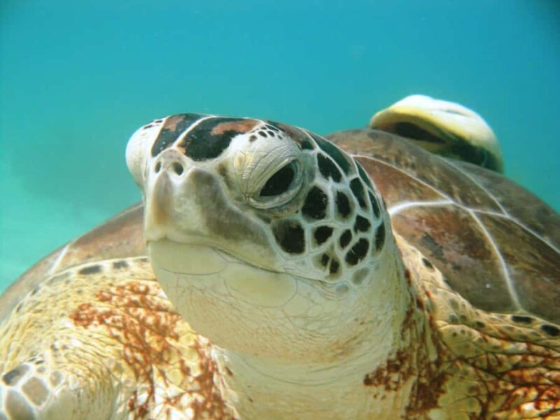 Akumal: Tsuuk Park Entry with Turtles Snorkeling Tour - Pacing and Group Sizes During the Tour