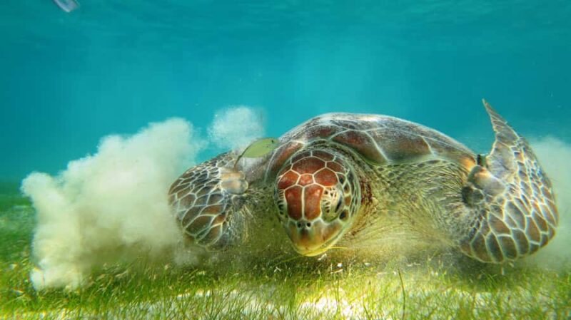 Akumal: Tsuuk Park Entry with Turtles Snorkeling Tour - Frequently Asked Questions
