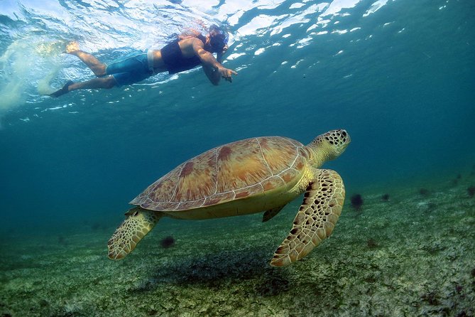 Akumal Turtles, Snorkel Tour from Cancun or Riviera Maya - Pickup from Cancun and Transfer to Tulum