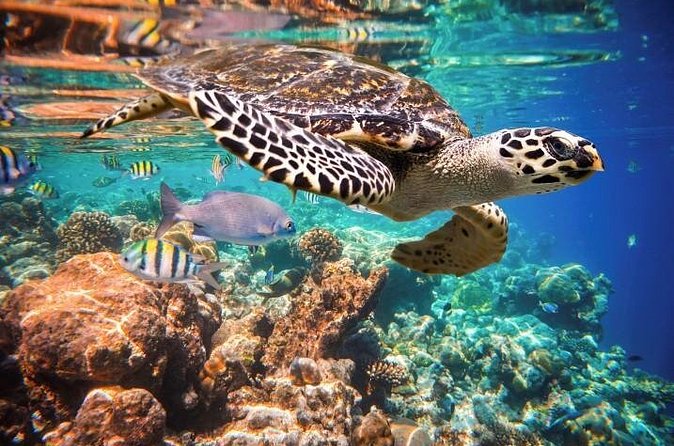 Akumal Turtles, Snorkel Tour from Cancun or Riviera Maya - Limitations Noted in Reviews
