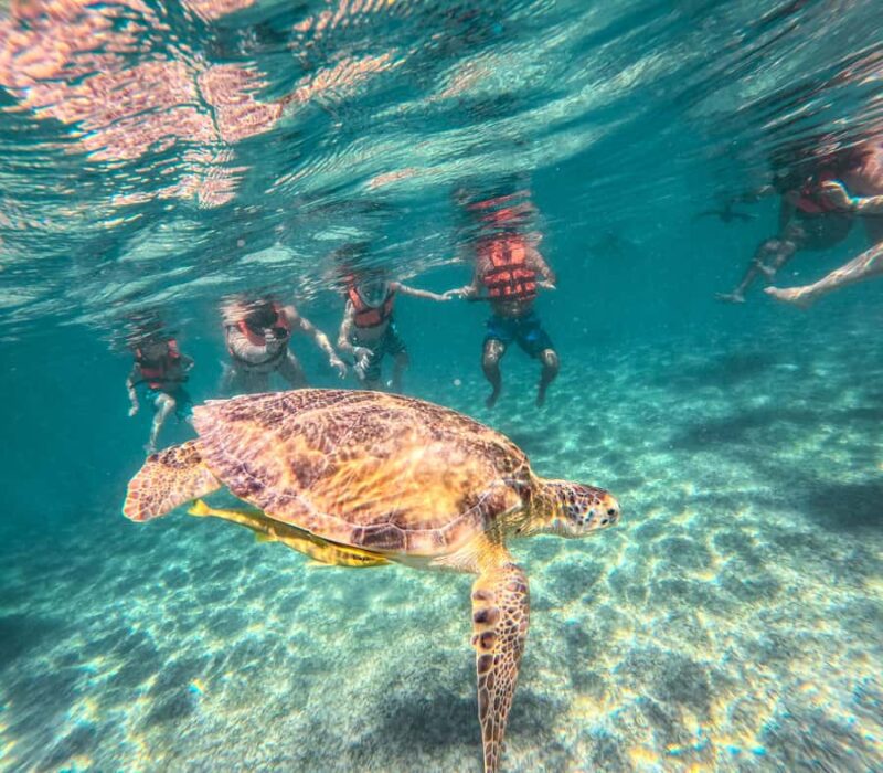Akumal: Turtles Snorkeling Tour at Natural Paradise - Key Points