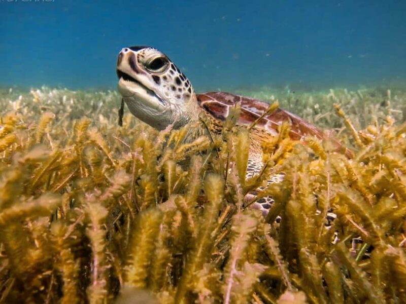 Akumal: Turtles Snorkeling Tour at Natural Paradise - Important Tips for a Smooth Experience