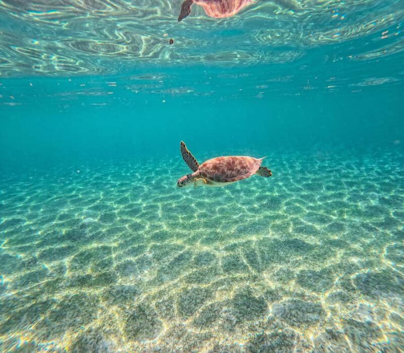 Akumal: Turtles Snorkeling Tour at Natural Paradise - Who Will Enjoy This Akumal Turtle Snorkeling Tour