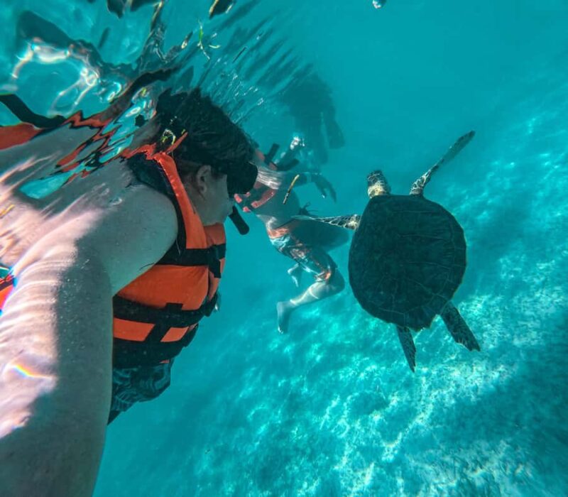 Akumal: Turtles Snorkeling Tour at Natural Paradise - Final Thoughts on the Akumal Turtles Snorkeling Tour at Natural Paradise