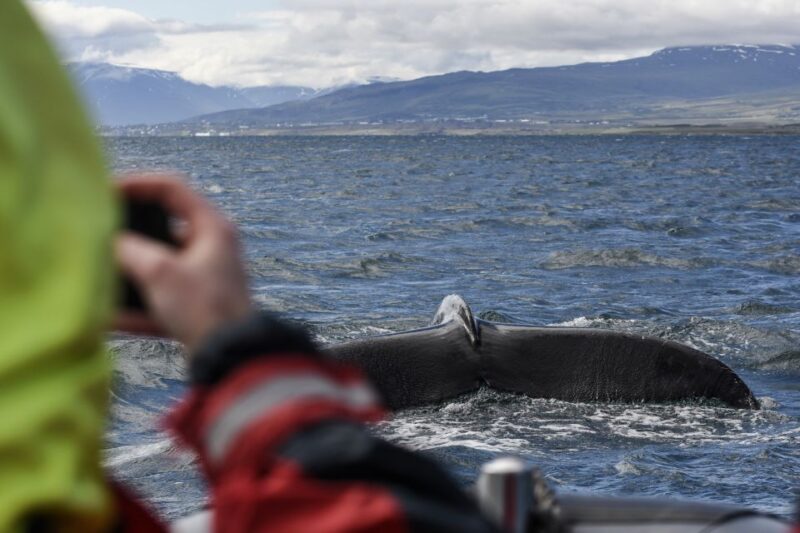 Akureyri: 2-Hour Whale Watching Express by RIB Speedboat - Discover the Excitement of the Akureyri 2-Hour Whale Watching RIB Tour