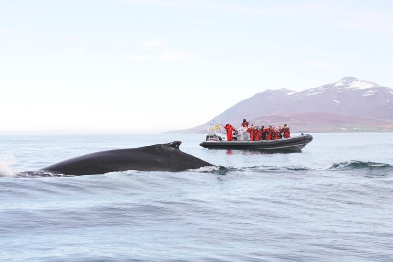 Akureyri: 2-Hour Whale Watching Express by RIB Speedboat - Key Points