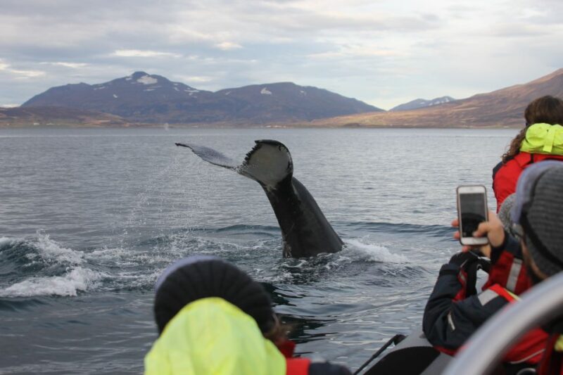 Akureyri: 2-Hour Whale Watching Express by RIB Speedboat - Meeting Location and Departure Details
