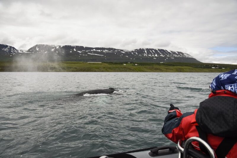 Akureyri: 2-Hour Whale Watching Express by RIB Speedboat - Navigating Weather Challenges and Comfort