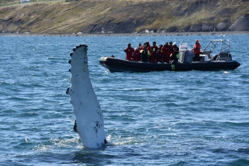 Akureyri: 2-Hour Whale Watching Express by RIB Speedboat - The Hot Waterfall Stop and Bonus Sightings