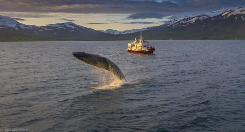 Akureyri: 3-Hour Classic Whale Watching Tour by Ship - Key Points