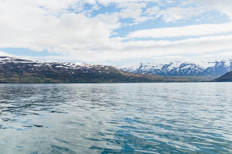 Akureyri: 3-Hour Classic Whale Watching Tour by Ship - What to Expect During the Marine Wildlife Search