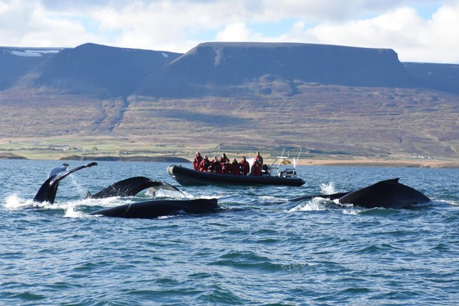 Akureyri Express Whale Watching by RIB boat - Key Points