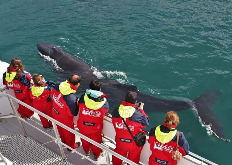 Akureyri: Food Walk and Whale Watching Tour - Key Points