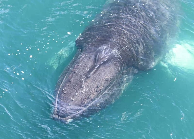 Akureyri: Food Walk and Whale Watching Tour - Practical Details: Duration, Weather, and What to Bring