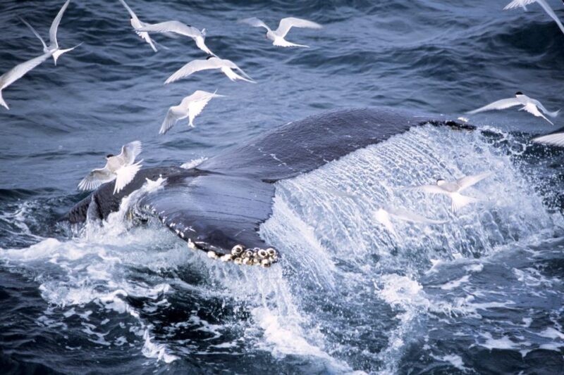 Akureyri: Whale Watching in the Midnight Sun - Monitoring Sightings and Enhancing the Experience