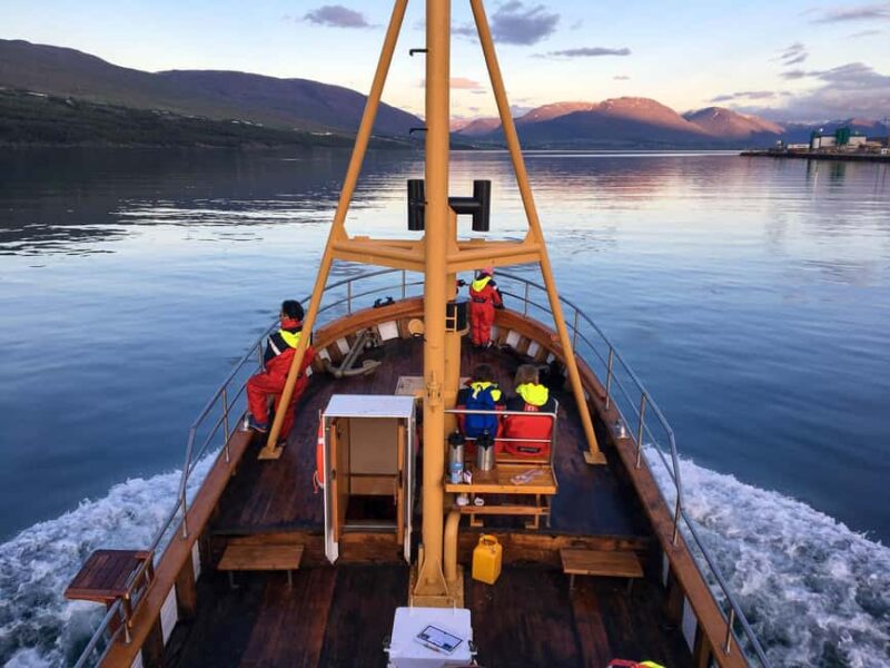 Akureyri: Whale Watching Tour with Transfer from Port - Key Points