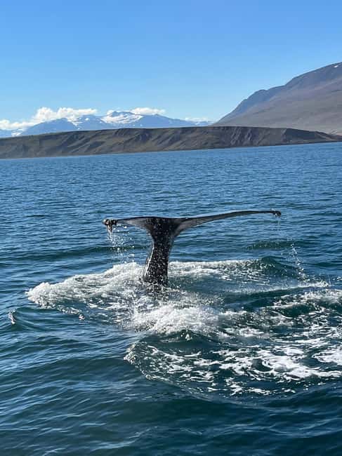 Akureyri: Whale Watching Tour with Transfer from Port - Whale Watching in Eyjafjörður Fjord