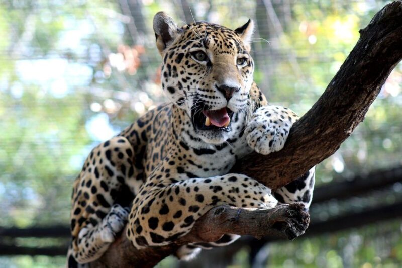 Alabama: 3-Day Montgomery City Multi-Attraction Pass - Explore the Musical Legacy at the Hank Williams Museum