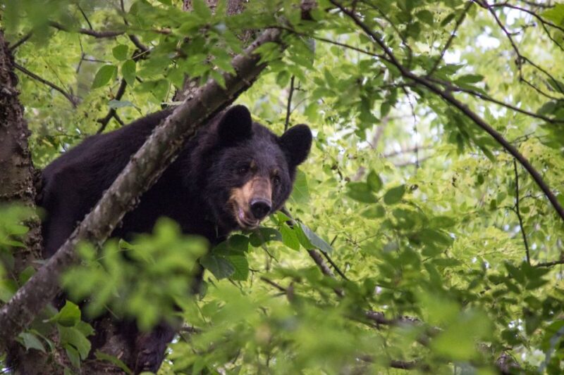 Alabama: Birmingham Area Family Fun Multi-Attraction Pass - Lake Lurleen State Park: Scenic Reprieve by the Water