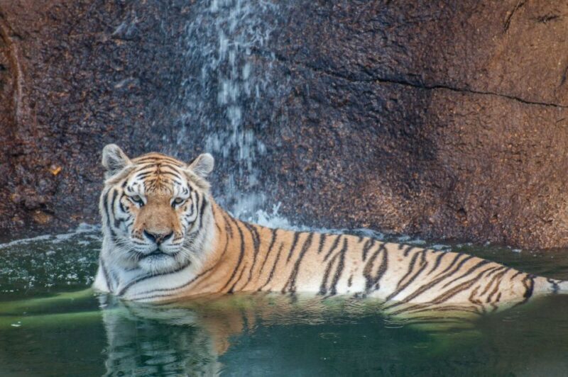 Alabama: Gulf Shores/Orange Beach Area Multi-Attraction Pass - Visiting USS Alabama Battleship Memorial Park