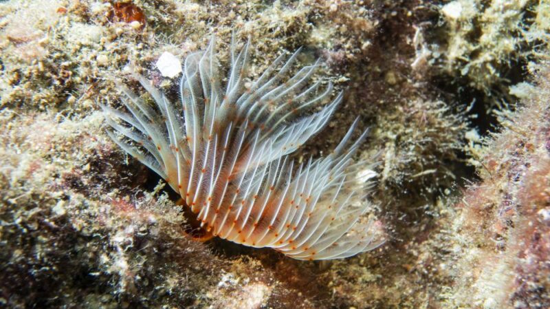 Alanya: 2 Guided Scuba Dives with Lunch and Hotel Transfers - Starting the Adventure with Hotel Transfers