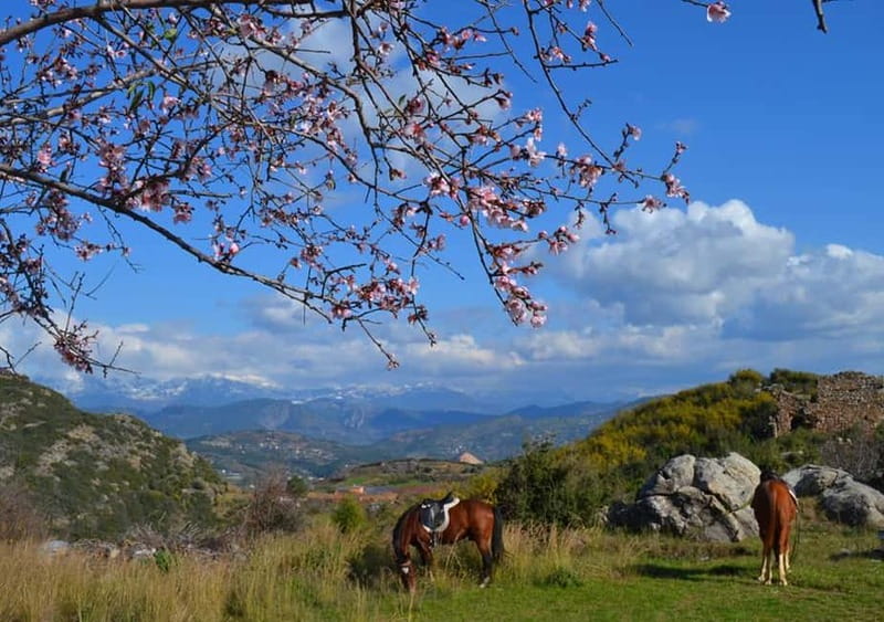 Alanya: Horseback Ride Through Nature near Syedra Ruins - Discover the Horseback Adventure Near Alanya’s Famous Ruins