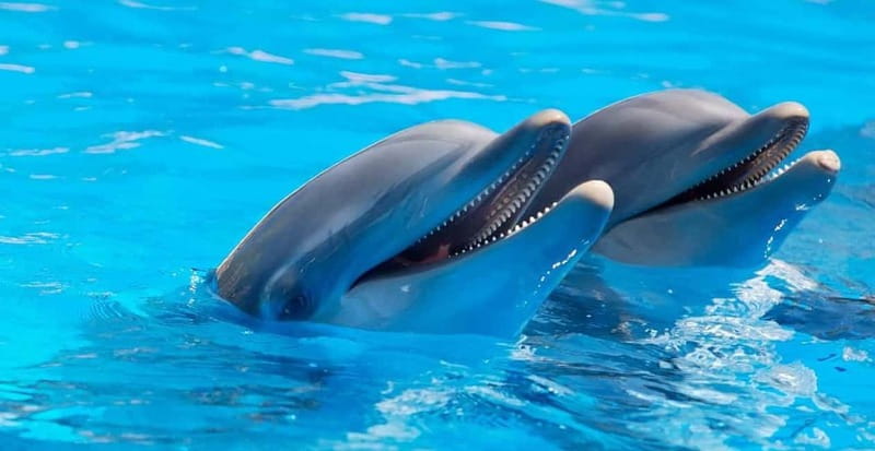 Alanya: Sealanya Dolphinpark Dolphin Show Tour - Key Points