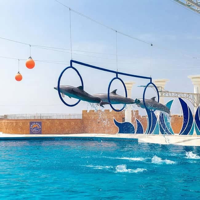 Alanya: Sealanya Dolphinpark Dolphin Show Tour - Logistics and Accessibility of the Tour