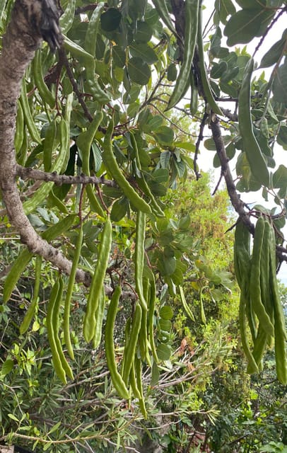 Alanya/Side: Starcraft Boat Trip w/ Unlimited Beer and Wine - Facilities and Comfort Onboard the Yacht