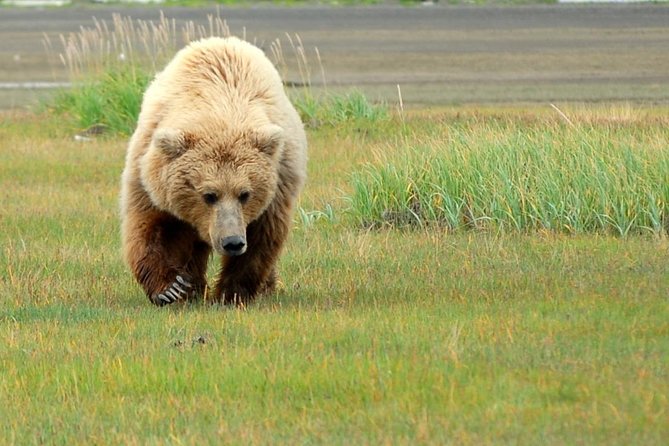 Alaska Bear-Viewing Day Trip from Homer - Hiking to Viewing Platforms in Bear Habitat