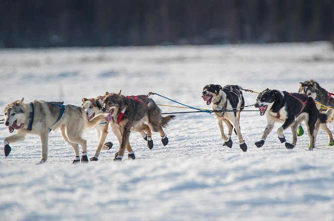 Alaska Dog Sled or ATV Ride in Fairbanks - Important Policies and Safety Notes