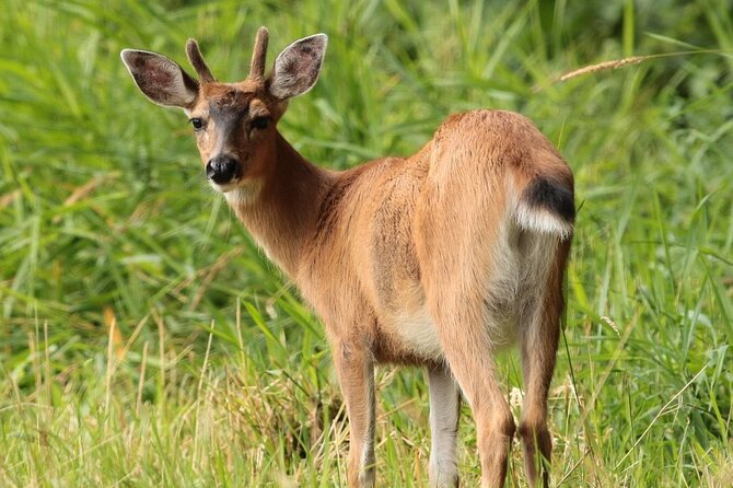 Alaska Native Cultural and Wildlife Adventure - Encountering Ketchikan’s Historic Sites