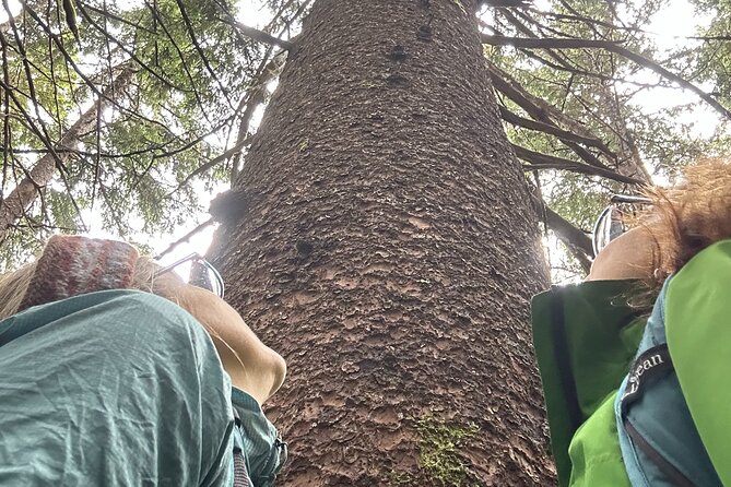 Alaska Nature Immersion: Forest Therapy Tour in Haines, Alaska - Discover the Unique Forest Therapy Experience in Haines, Alaska