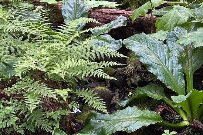 Alaska Nature Immersion: Forest Therapy Tour in Haines, Alaska - The Role of the Certified Forest Therapy Guide