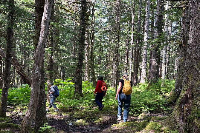 Alaska Nature Immersion: Forest Therapy Tour in Haines, Alaska - What to Expect During the Tour