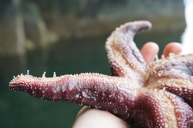 Alaska Ocean Wilderness Expedition - Learning About Marine Habitats with Expert Guides