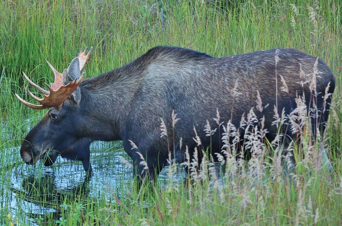 Alaska Railroad Hurricane Turn RoundTrip Talkeetna - Hurricane Flagstop Same Day - Accessibility and Group Size Considerations